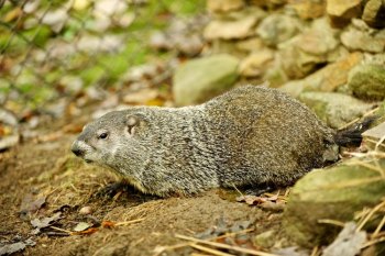 Celebrate Groundhog Day at the West Virginia Wildlife Center Feb. 2 Celebrate Groundhog Day at the West Virginia Wildlife Center Feb. 2